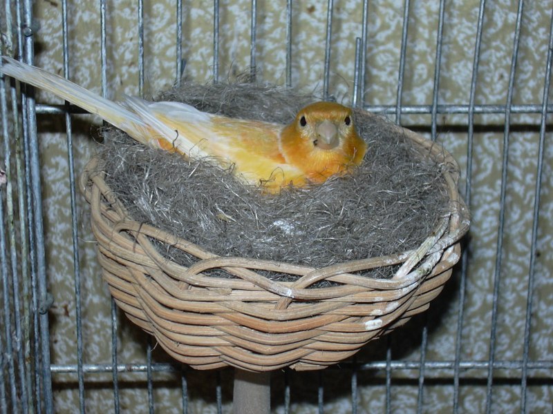 Амадины гнездо