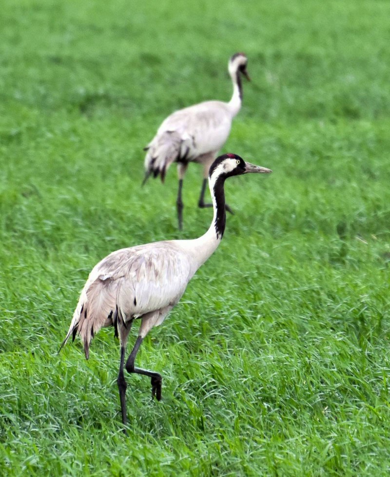 Журавль серый (Grus Grus Linnaeus, 1758)