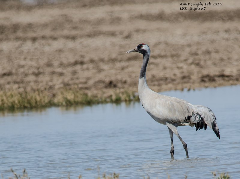 Журавль фото птицы