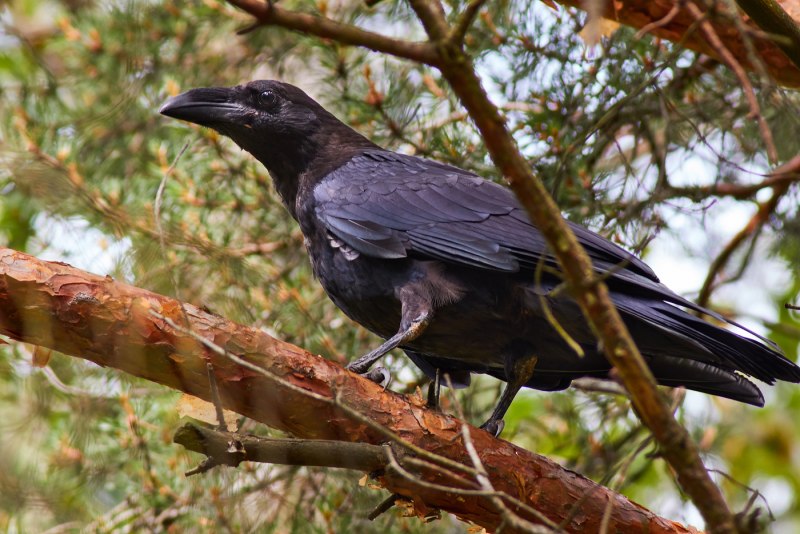 Corvus Corax птица