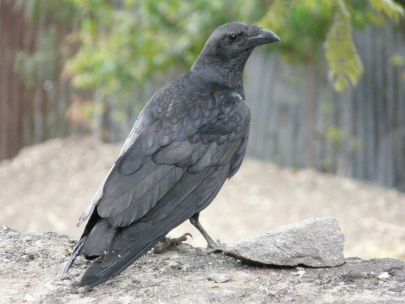 Corvus leucognaphalus