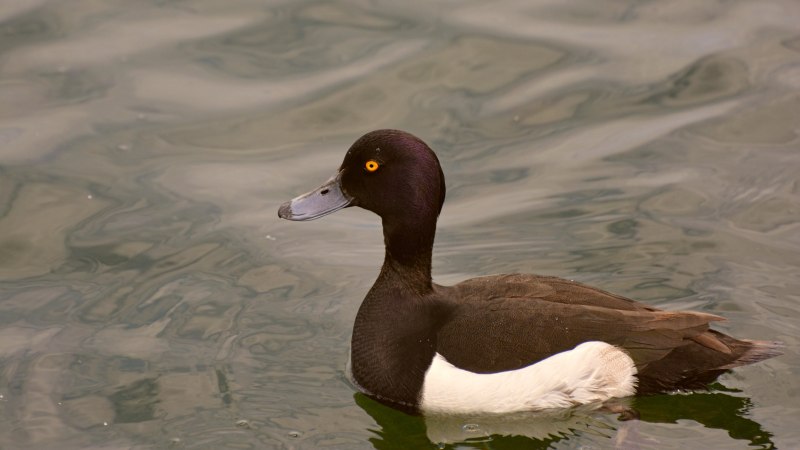 Aythya fuligula