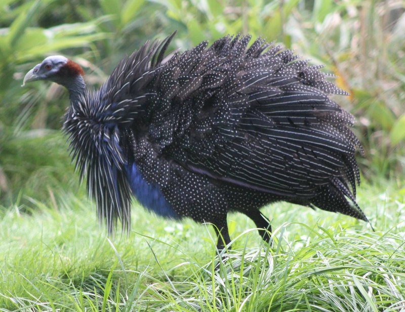 Vulturine Guinea Fowl isolated