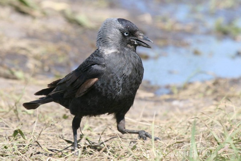 Галка (Coloeus monedula)