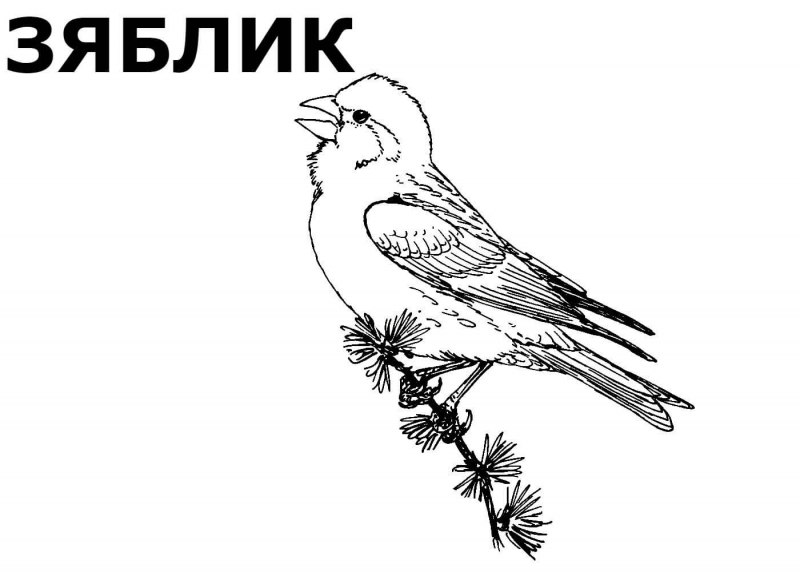 Певчие птицы рисунок