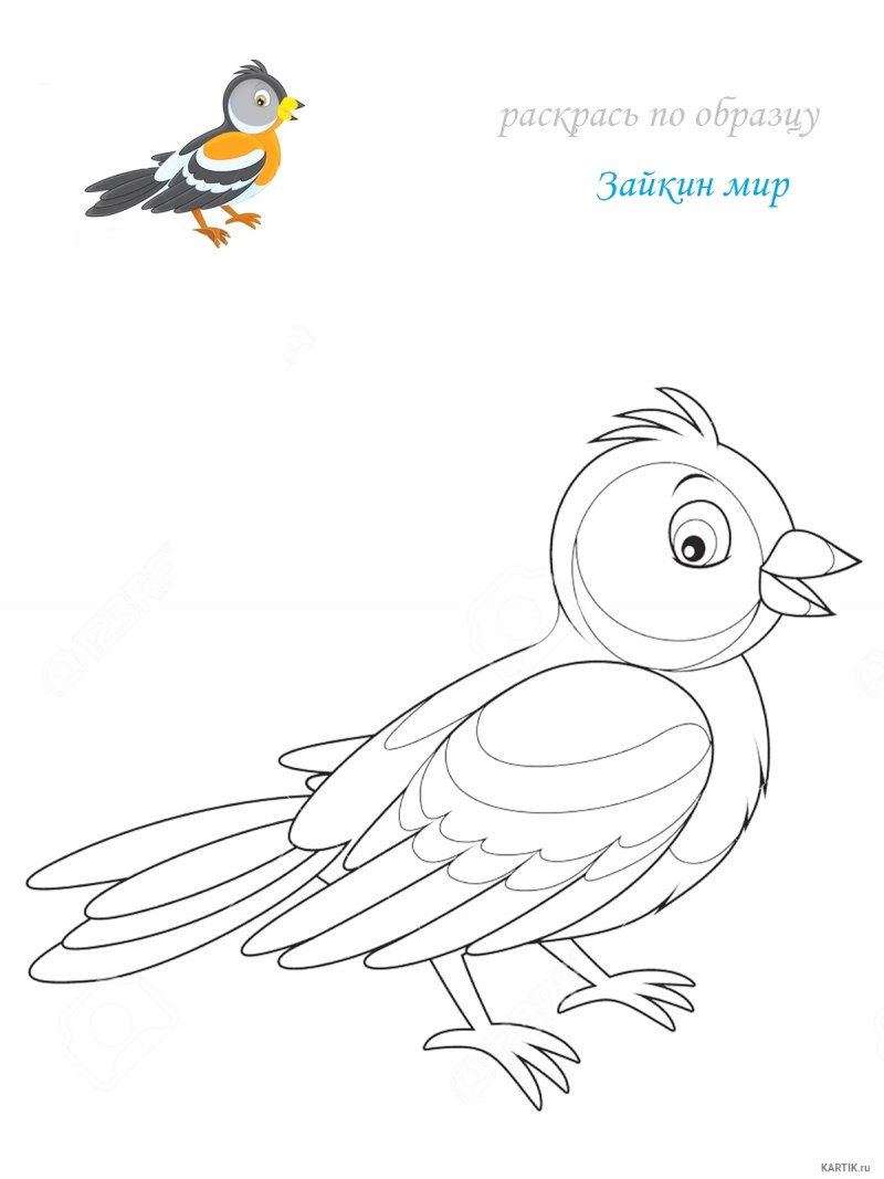 Вьюрковые Зяблик
