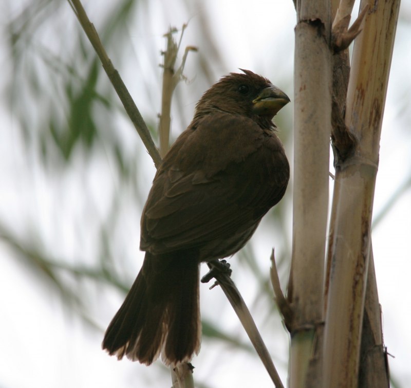Amblyospiza albifrons)