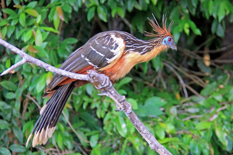 Пятнистохвостая сумчатая куница (Dasyurus maculatus)