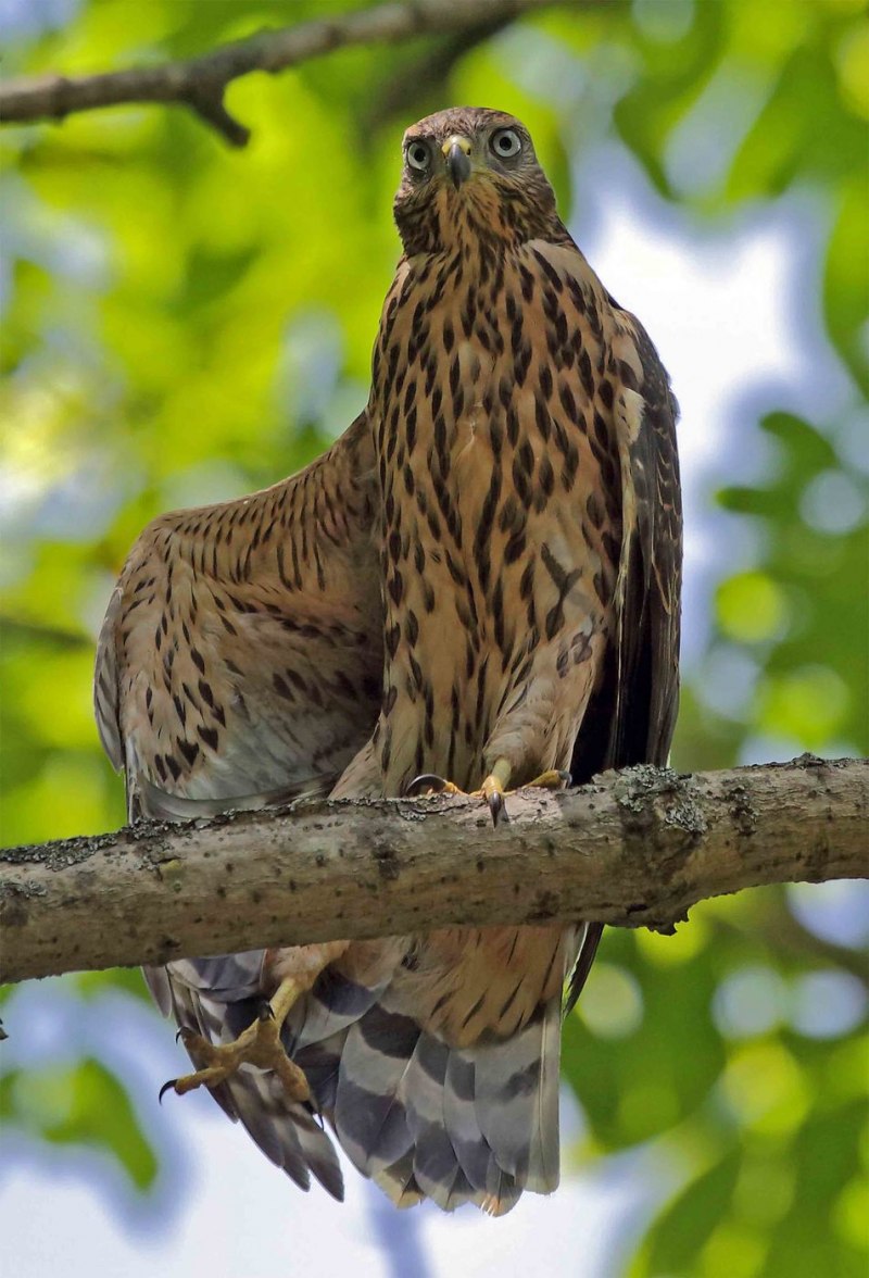 Ястреб - тетеревятник (Accipiter gentilis)