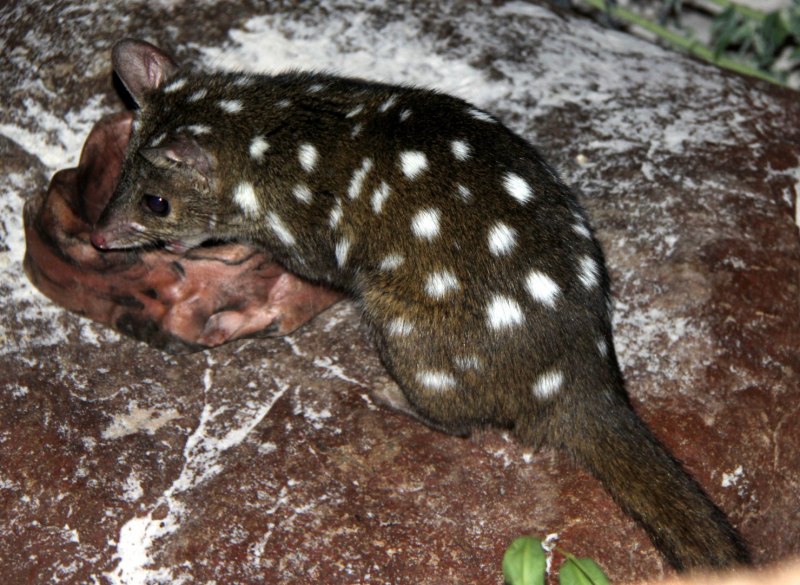 Didelphis marsupialis