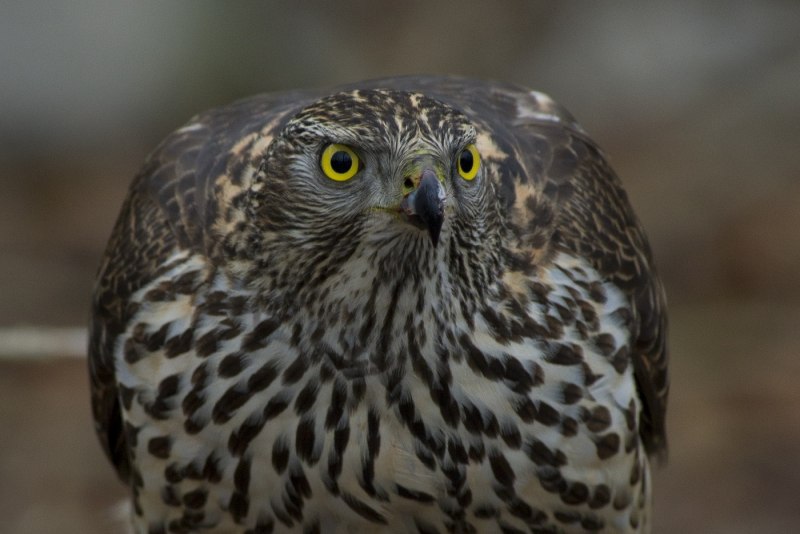Accipiter gularis малый перепелятник