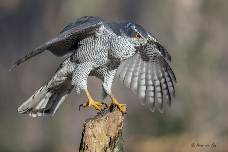 Тетеревятник (Accipiter gentilis)