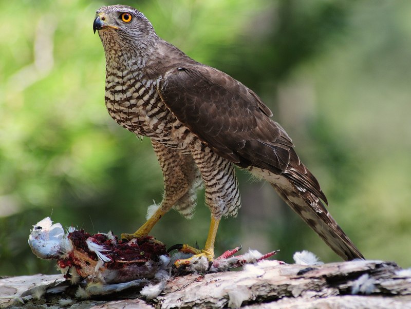 Перепелятник Accipiter nisus
