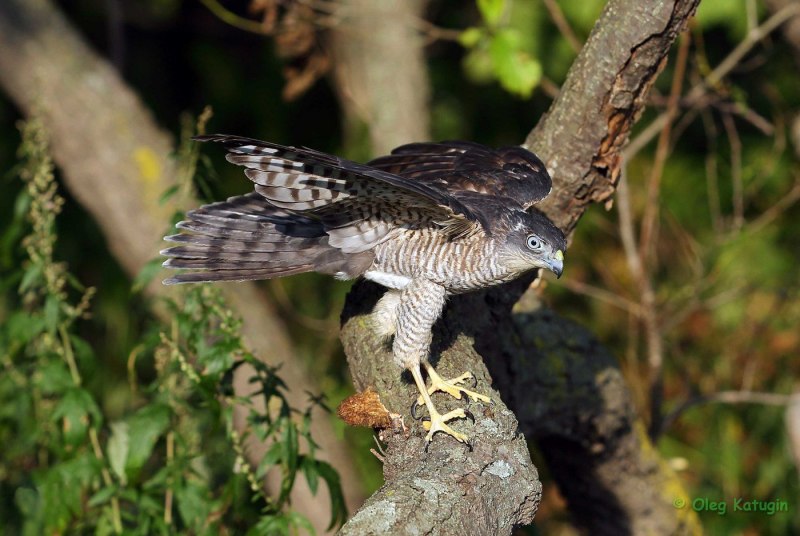 Перепелятник Accipiter nisus