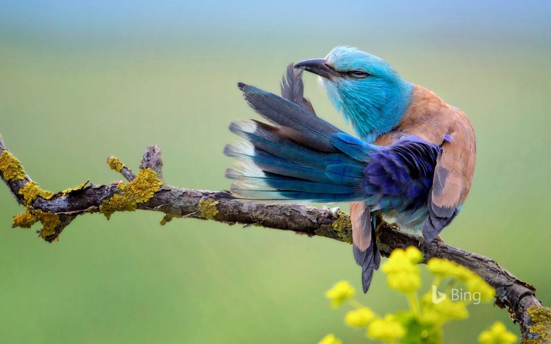 Обыкновенная сизоворонка Coracias garrulus