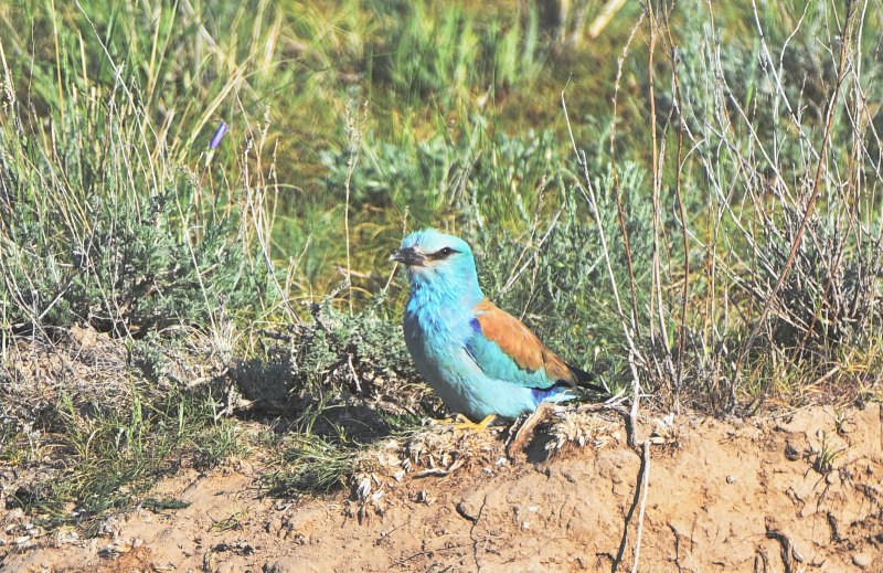 Обыкновенная сизоворонка Coracias garrulus