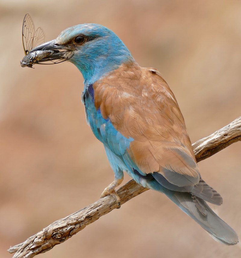 Сизоворонка Coracias garrulus