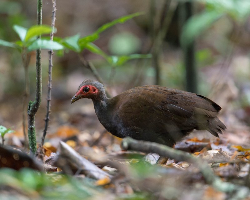Eulipoa wallacei