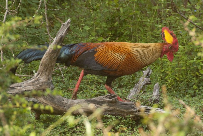 Megapodius nicobariensis