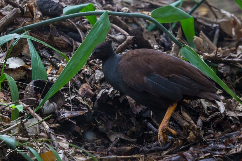Megapodius layardi