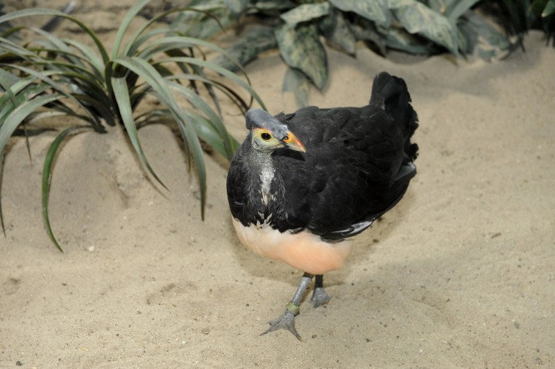 Aepypodius arfakianus