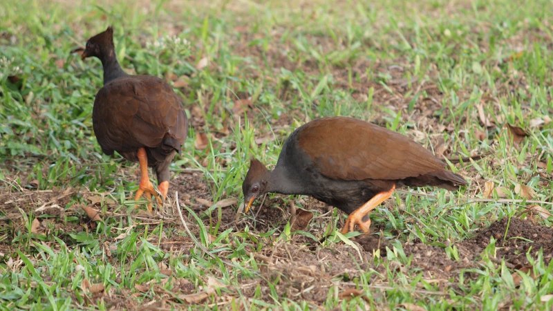 Aepypodius bruijnii