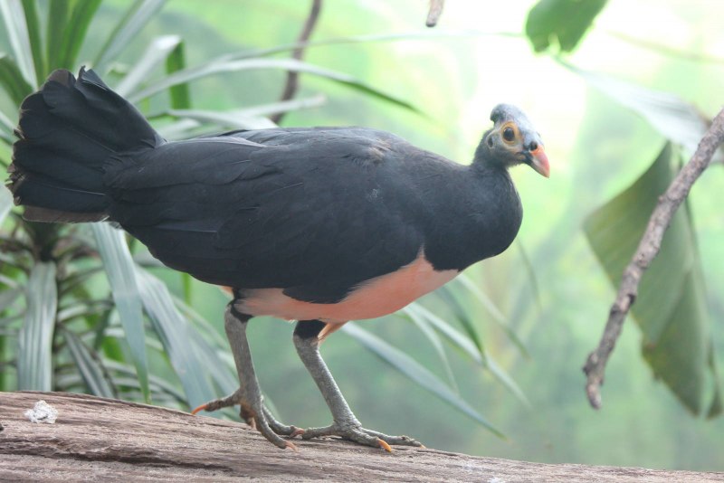 Megapodiidae австралийский большеног