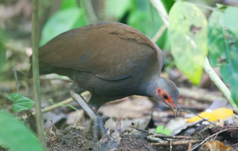 Progura gallinacea