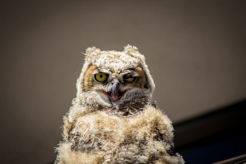 Филин фото