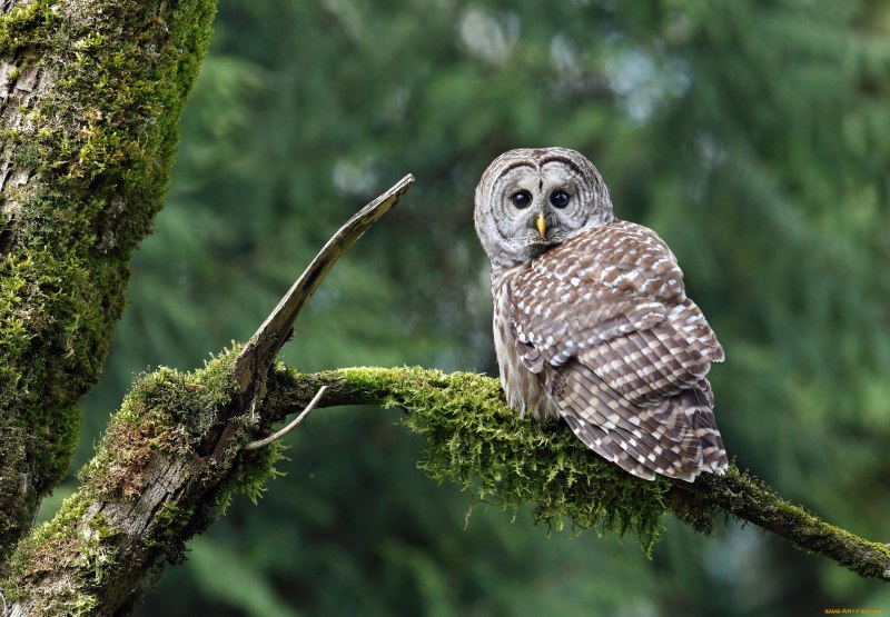 Aegolius acadicus