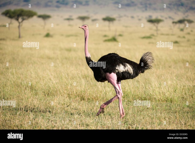 Struthio Camelus самец