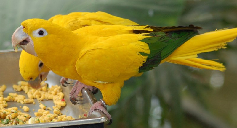 Guaruba guarouba