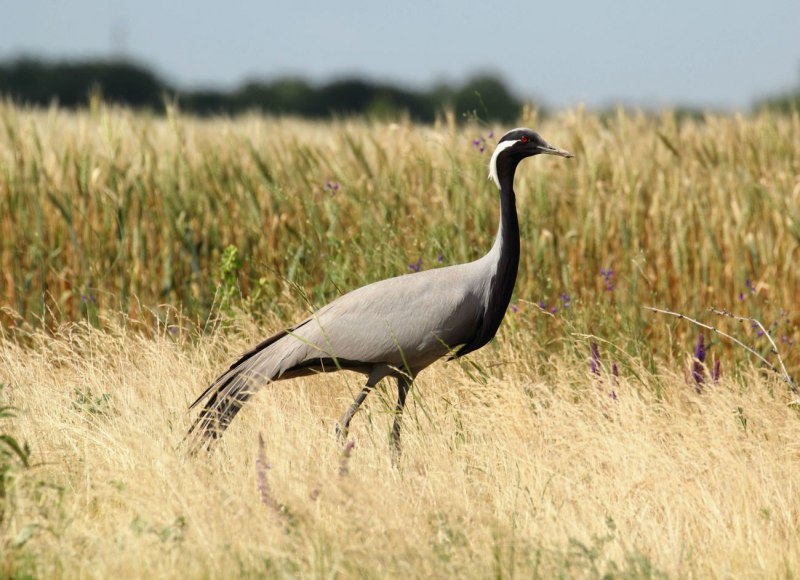Журавль-красавка (anthropoides Virgo)