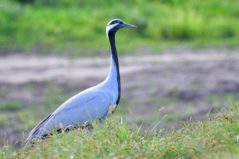 Журавль-красавка (anthropoides Virgo)