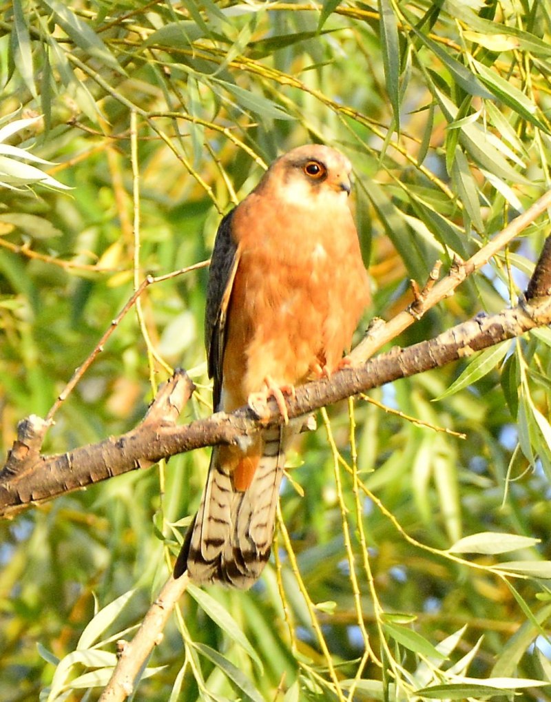 Кобчик (Falco vespertinus)