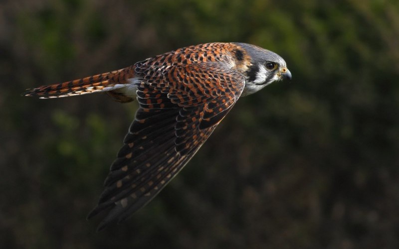 Кобчик (Falco vespertinus)