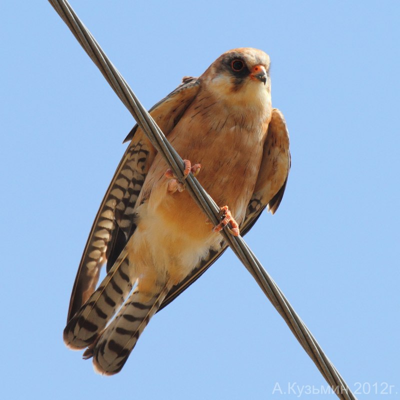 Falco vespertinus