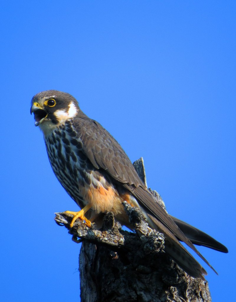 Кобчик Амурский Falco amurensis