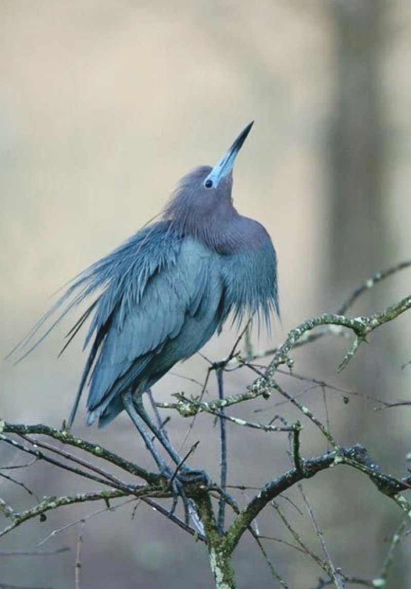 Egretta caerulea