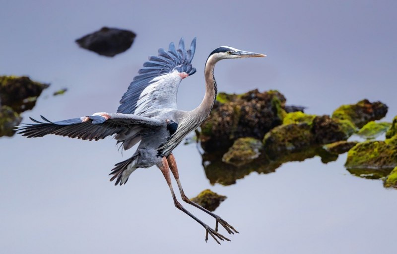 Tricolored Heron