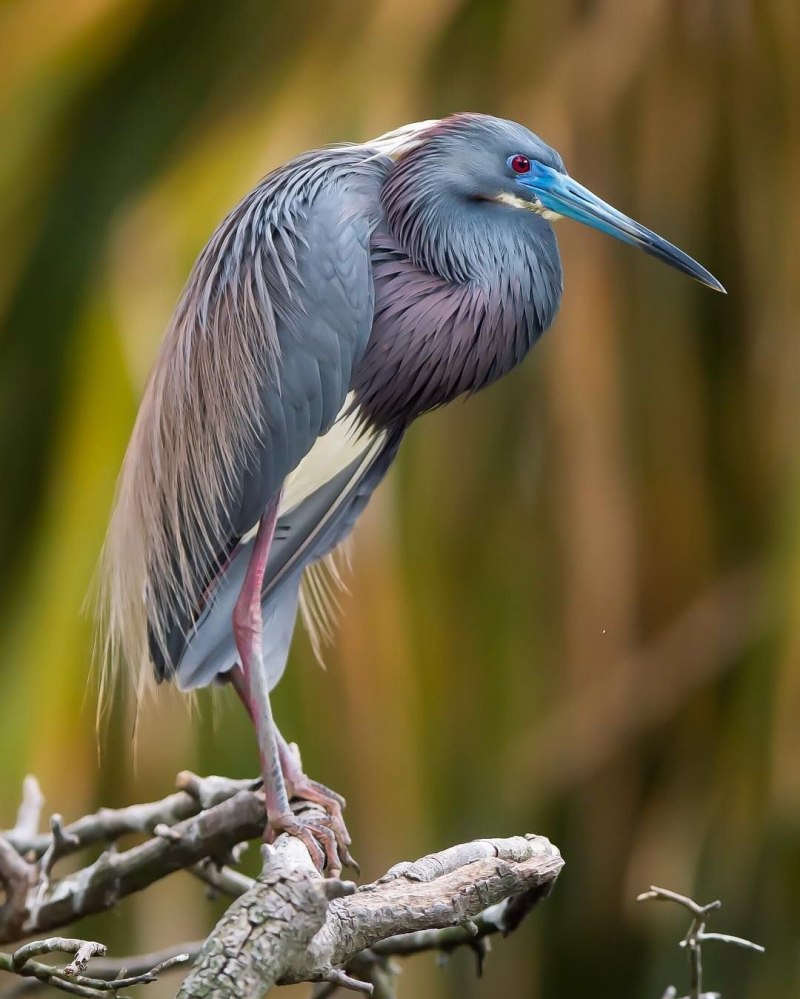Tricolored Heron