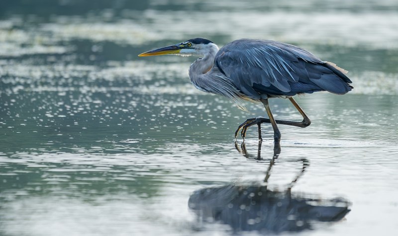 The Herons