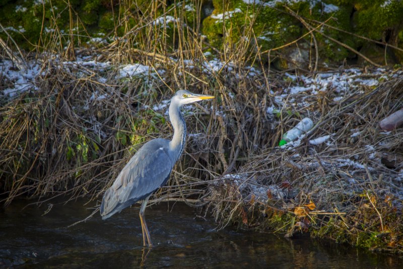 Great Blue Heron птица