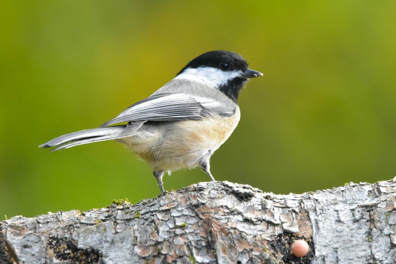 Черношапочная гаичка (лат. Poecile atricapillus)