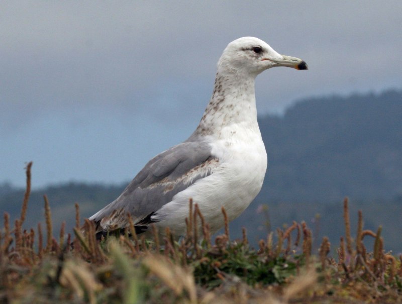 Озёрная Чайка (Larus ridibundus)