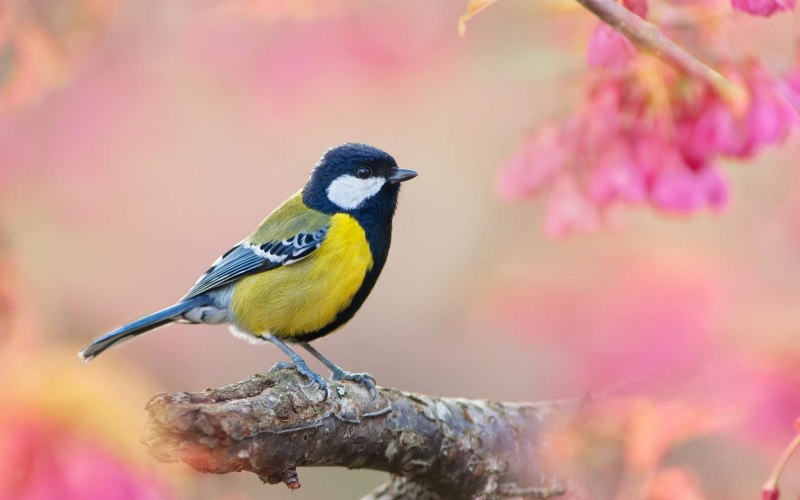 Большая синица Parus Major