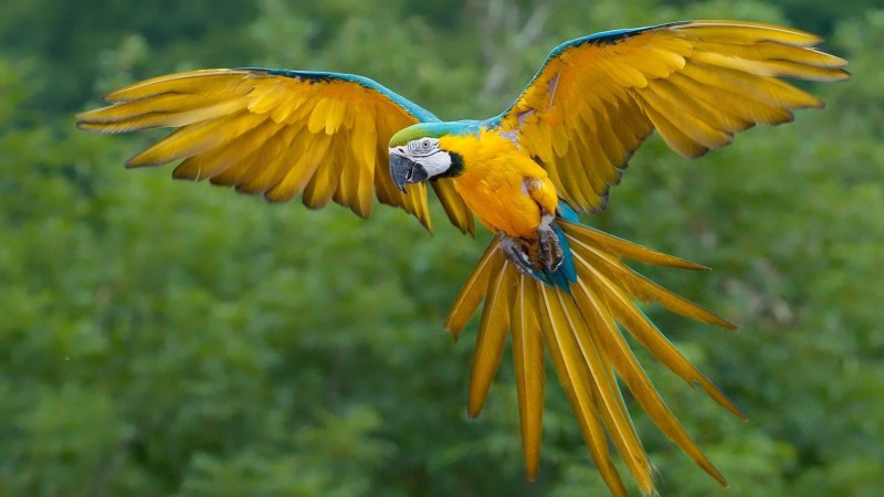 Chrysolophus pictus