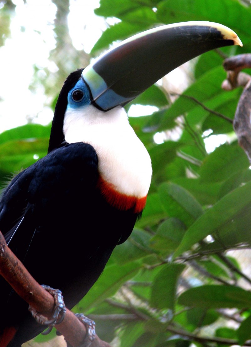 Silver Pheasant