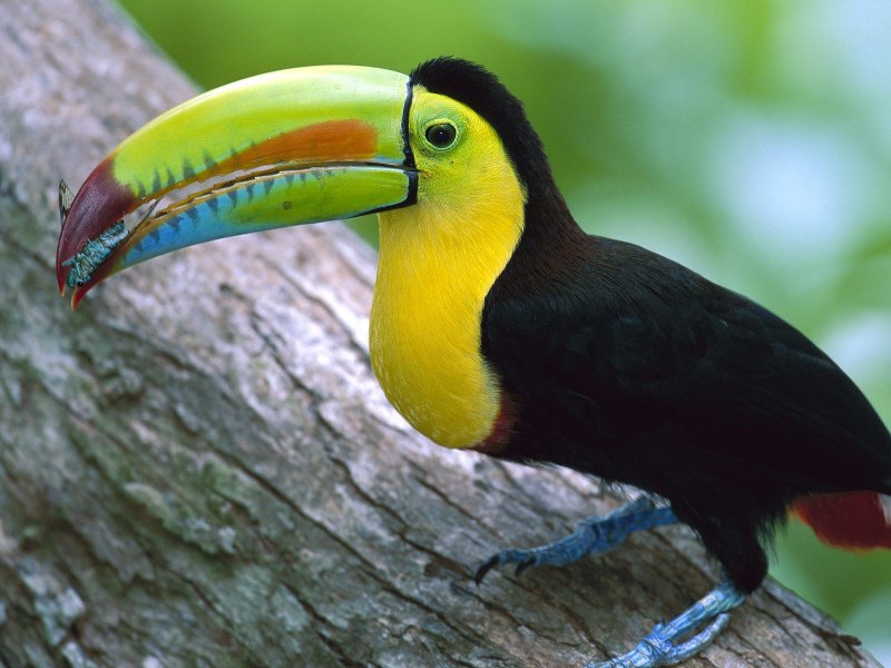 Многоцветный лорикет (Trichoglossus haematodus)