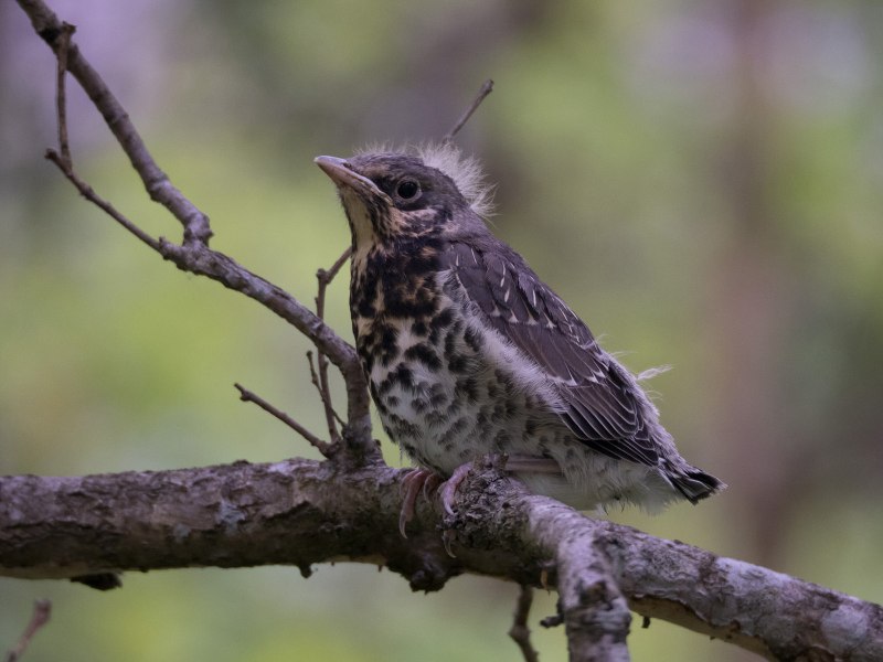 Дрозд-рябинник turdus pilaris Linnaeus ареал